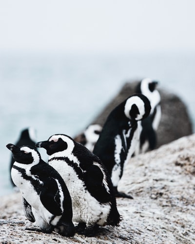 企鹅群特写照片